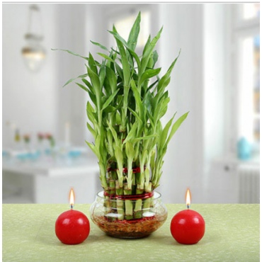 Best wisher plant...