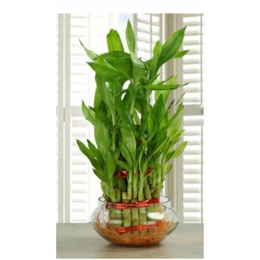 Good Luck Plant Good Luck Plant...