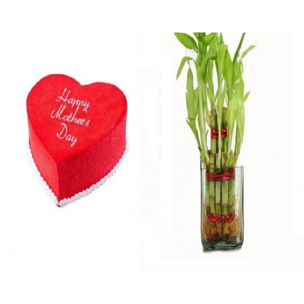 Red Velvet Cake and Good Luck Plant