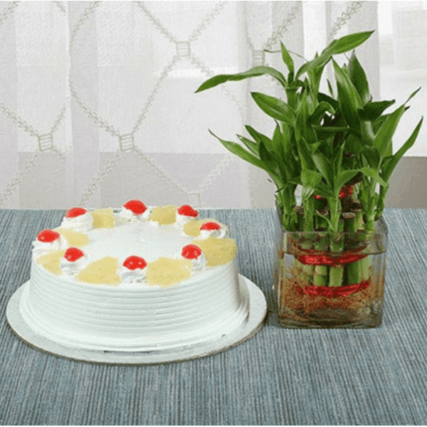 Pineapple cake n Bamboo plant.